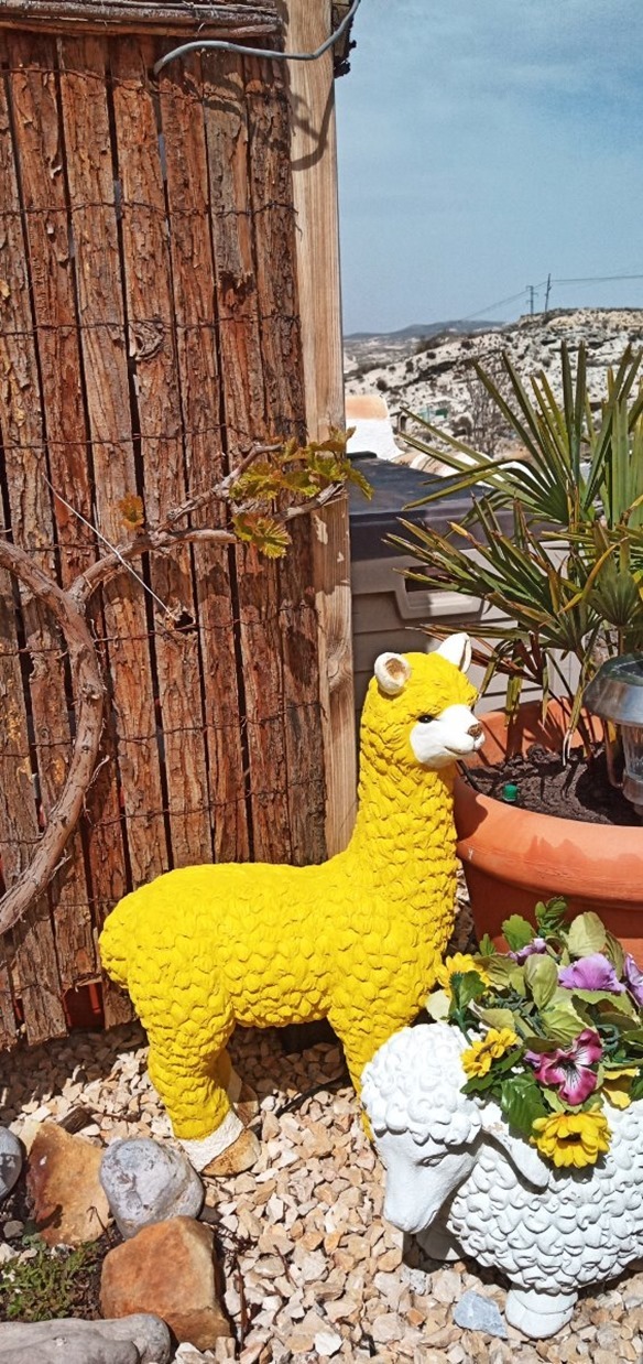 The Dolly Lama as taken by the Umidigi F1 phone