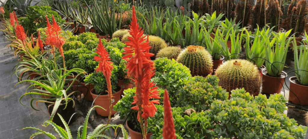 Garden Centre - taken on Poco X3